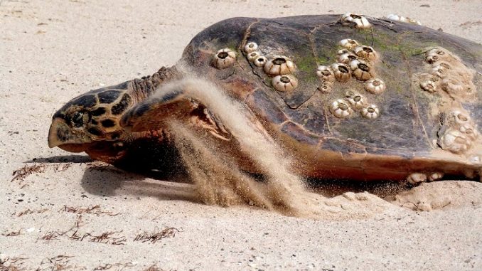 Hawksbill turtles